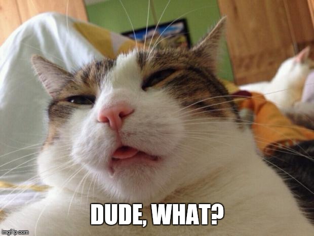 hangover cat |  DUDE, WHAT? | image tagged in hangover cat | made w/ Imgflip meme maker