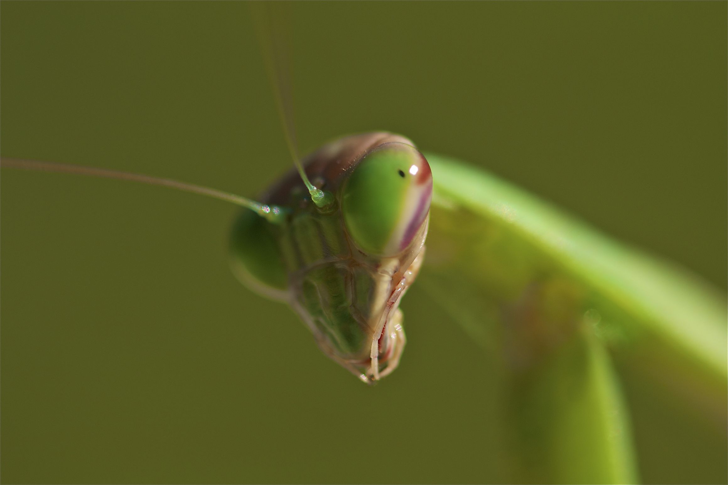 High Quality praying mantis Blank Meme Template