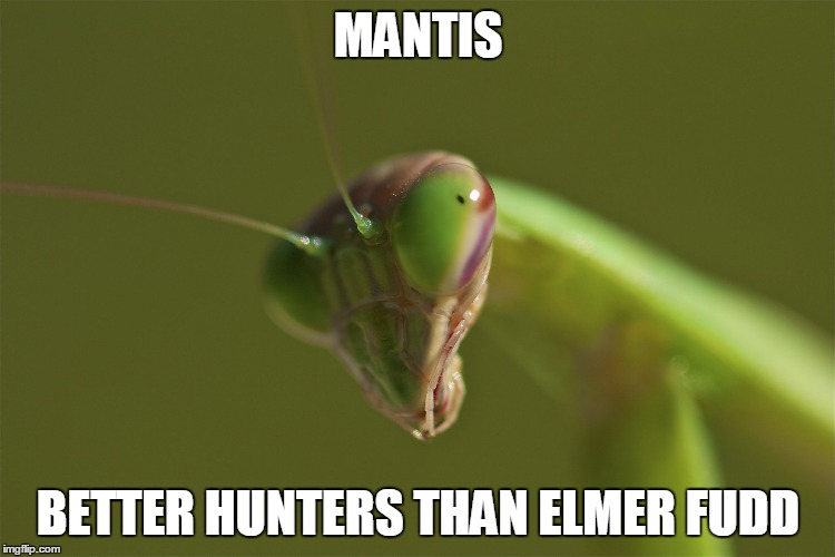 praying mantis | MANTIS; BETTER HUNTERS THAN ELMER FUDD | image tagged in praying mantis | made w/ Imgflip meme maker
