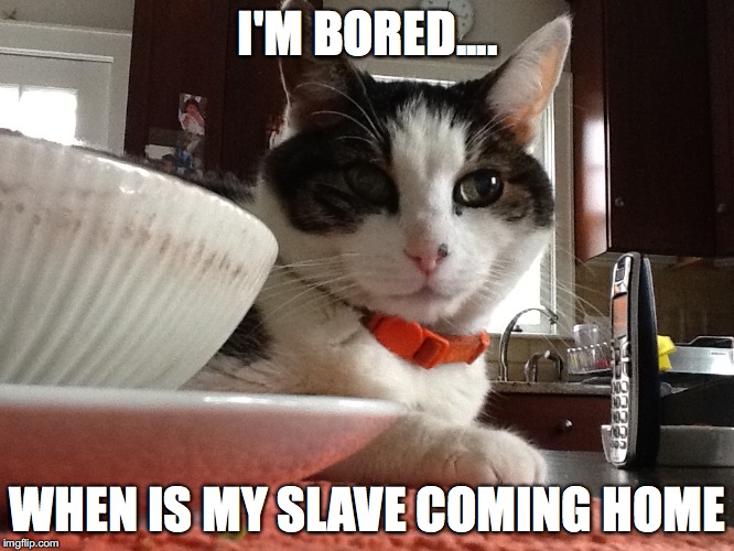 I'M BORED.... WHEN IS MY SLAVE COMING HOME | image tagged in cats | made w/ Imgflip meme maker
