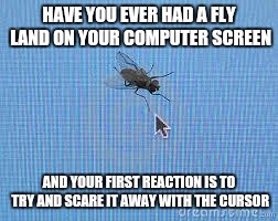 HAVE YOU EVER HAD A FLY LAND ON YOUR COMPUTER SCREEN; AND YOUR FIRST REACTION IS TO TRY AND SCARE IT AWAY WITH THE CURSOR | image tagged in fly,computer,cursor | made w/ Imgflip meme maker
