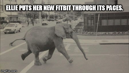 Work it girl! | ELLIE PUTS HER NEW FITBIT THROUGH ITS PACES. | image tagged in fitbit,elephant,funny memes | made w/ Imgflip meme maker
