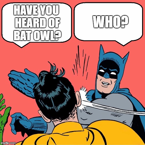 Bat Owl | HAVE YOU HEARD OF BAT OWL? WHO? | image tagged in batman slapping robin,batman,robin,catwoman,slap,bitch | made w/ Imgflip meme maker
