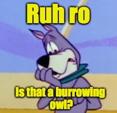 Ruh Ro | Ruh ro Is that a burrowing owl? | image tagged in ruh ro | made w/ Imgflip meme maker