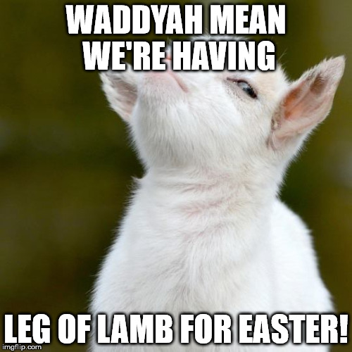 WADDYAH MEAN WE'RE HAVING; LEG OF LAMB FOR EASTER! | image tagged in suspicious lamb | made w/ Imgflip meme maker
