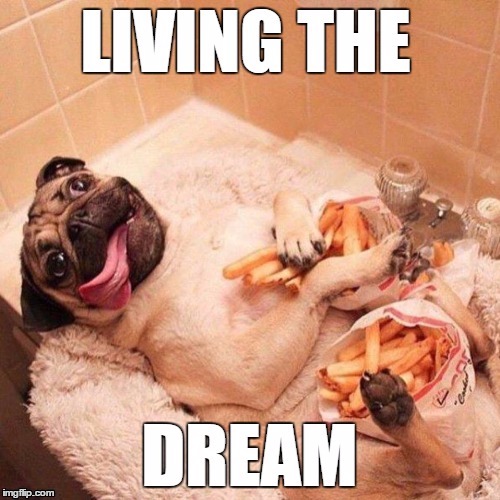 Dog + French fries | image tagged in pug | made w/ Imgflip meme maker