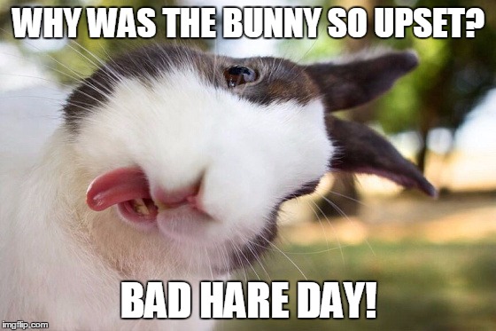 Happy Easter to the imgflippers who celebrate! For those of you who don't you can still groan at the pun. | WHY WAS THE BUNNY SO UPSET? BAD HARE DAY! | image tagged in bunny,easter bunny,happy easter | made w/ Imgflip meme maker