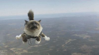 Skydiving Cat Blank Meme Template