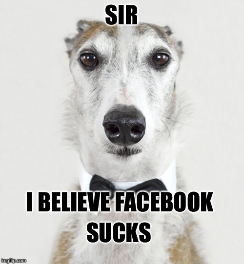 GREYHOUND | SIR I BELIEVE FACEBOOK SUCKS | image tagged in greyhound | made w/ Imgflip meme maker