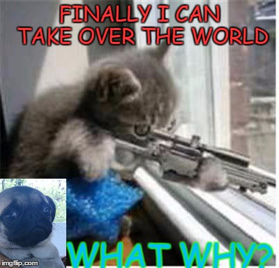 cats with guns | FINALLY I CAN TAKE OVER THE WORLD; WHAT WHY? | image tagged in cats with guns | made w/ Imgflip meme maker