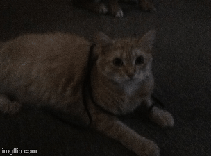 Cats that love dogs with puppies!! | image tagged in gifs,love | made w/ Imgflip images-to-gif maker