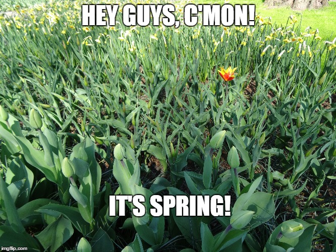It's Spring! |  HEY GUYS, C'MON! IT'S SPRING! | image tagged in spring,tulip,holland | made w/ Imgflip meme maker