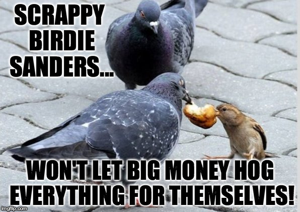Scrappy Birdie Sanders | SCRAPPY BIRDIE SANDERS... WON'T LET BIG MONEY HOG EVERYTHING FOR THEMSELVES! | image tagged in bernie sanders,vote bernie sanders,birdie sanders,big money,scrappy,birdiesanders | made w/ Imgflip meme maker