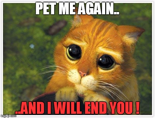Shrek Cat Meme | PET ME AGAIN.. ..AND I WILL END YOU
! | image tagged in memes,shrek cat | made w/ Imgflip meme maker
