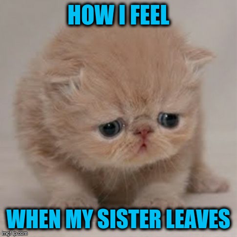 HOW I FEEL; WHEN MY SISTER LEAVES | image tagged in cat,sad,sad cat,sister,leaves | made w/ Imgflip meme maker