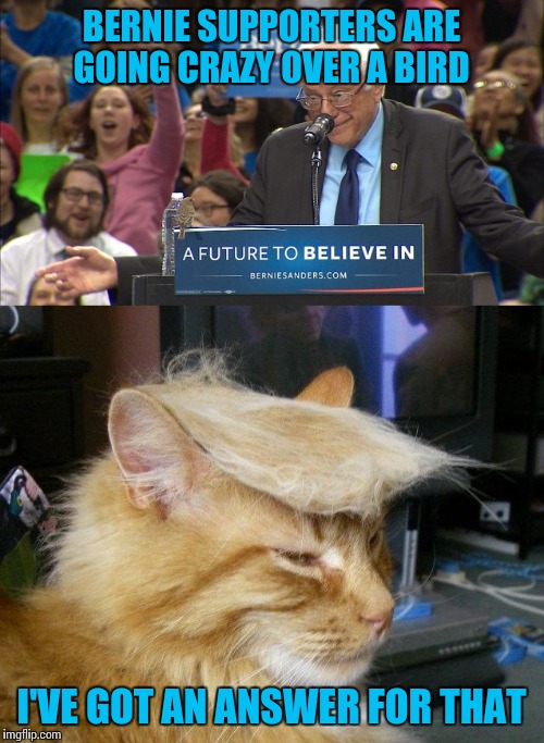A bird at a Bernie rally...Trump cat will take "care" of that | BERNIE SUPPORTERS ARE GOING CRAZY OVER A BIRD; I'VE GOT AN ANSWER FOR THAT | image tagged in memes | made w/ Imgflip meme maker