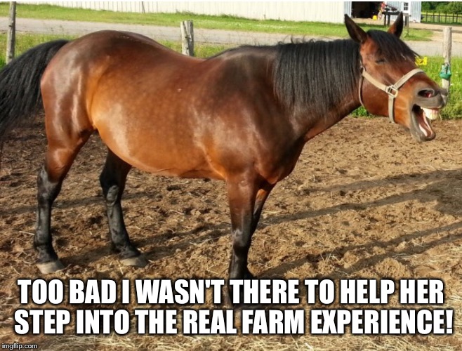 LAUGHING HORSE | TOO BAD I WASN'T THERE TO HELP HER STEP INTO THE REAL FARM EXPERIENCE! | image tagged in laughing horse | made w/ Imgflip meme maker