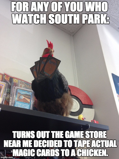 Cock Magic | FOR ANY OF YOU WHO WATCH SOUTH PARK:; TURNS OUT THE GAME STORE NEAR ME DECIDED TO TAPE ACTUAL MAGIC CARDS TO A CHICKEN. | image tagged in magic the gathering,mtg,chicken | made w/ Imgflip meme maker