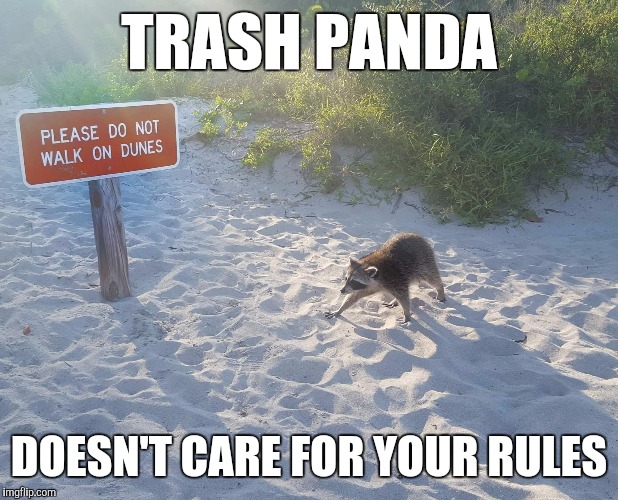 TRASH PANDA; DOESN'T CARE FOR YOUR RULES | made w/ Imgflip meme maker