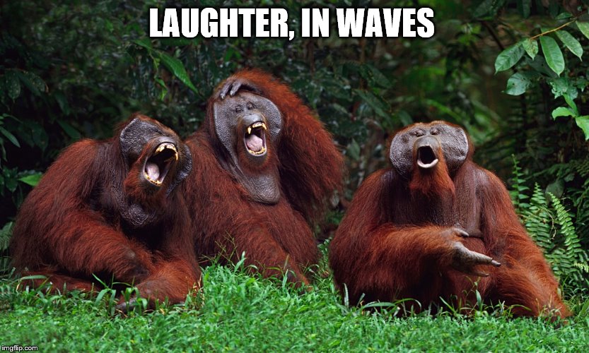 laughing orangutans | LAUGHTER, IN WAVES | image tagged in laughing orangutans | made w/ Imgflip meme maker