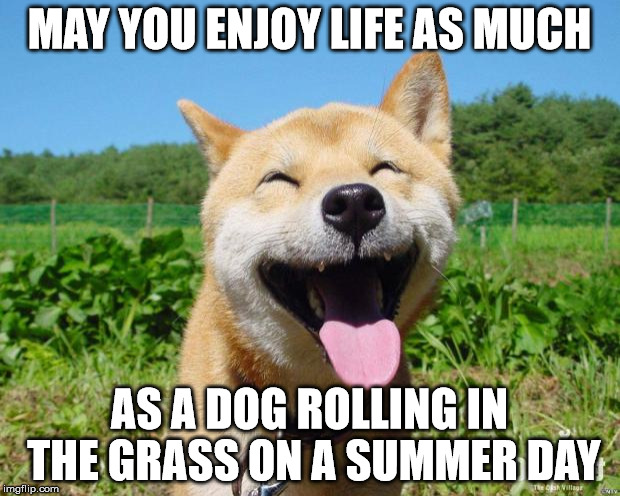Happy Dog | MAY YOU ENJOY LIFE AS MUCH; AS A DOG ROLLING IN THE GRASS ON A SUMMER DAY | image tagged in happy dog | made w/ Imgflip meme maker