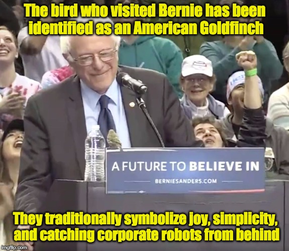The bird who visited Bernie has been identified as an American Goldfinch; They traditionally symbolize joy, simplicity, and catching corporate robots from behind | image tagged in birdie sanders | made w/ Imgflip meme maker
