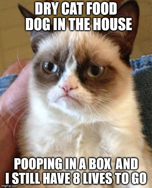 Grumpy cat blues  | DRY CAT FOOD  DOG IN THE HOUSE; POOPING IN A BOX  AND I STILL HAVE 8 LIVES TO GO | image tagged in memes,grumpy cat | made w/ Imgflip meme maker