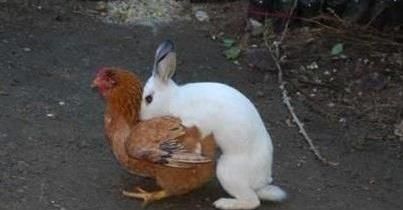 High Quality Easter eggs Blank Meme Template