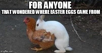 Happy Easter Everyone | THAT WONDERED WHERE EASTER EGGS CAME FROM; FOR ANYONE | image tagged in easter eggs,chicken,easter bunny,easter | made w/ Imgflip meme maker