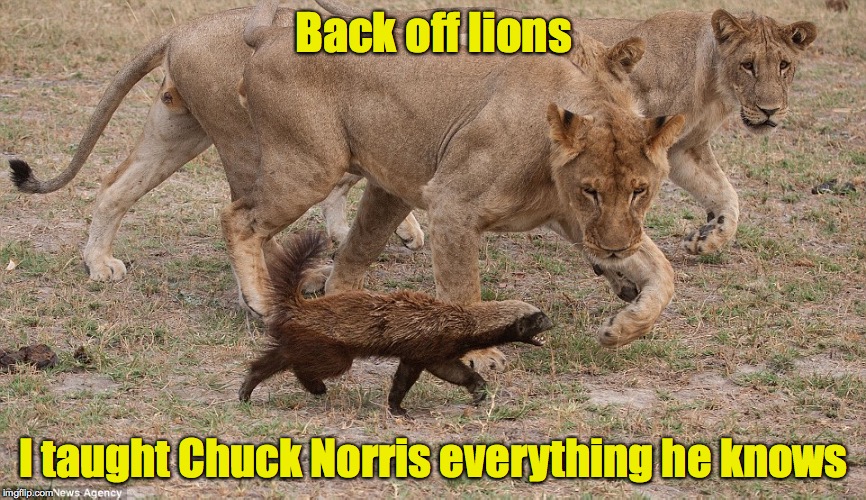Honey Badger vs. Lions | Back off lions; I taught Chuck Norris everything he knows | image tagged in honey badger,lions | made w/ Imgflip meme maker