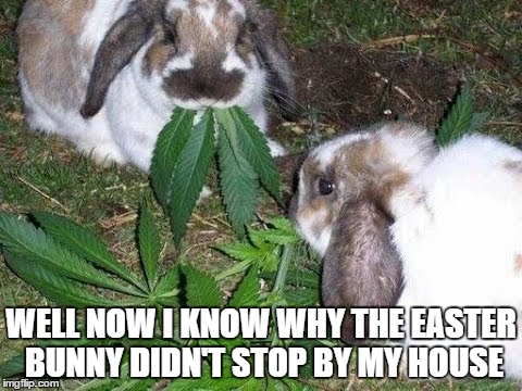 Marijuana eating bunny's  |  WELL NOW I KNOW WHY THE EASTER BUNNY DIDN'T STOP BY MY HOUSE | image tagged in marijuana,easter bunny,creepy easter bunny,rabbit,bunny | made w/ Imgflip meme maker
