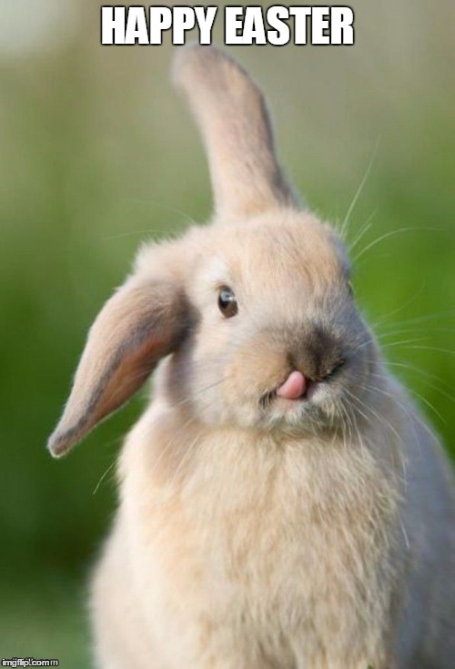 rabbit | HAPPY EASTER | image tagged in rabbit | made w/ Imgflip meme maker