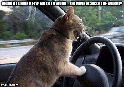 Cat Driving | SHOULD I DRIVE A FEW MILES TO WORK ... OR MOVE ACROSS THE WORLD? | image tagged in cat driving | made w/ Imgflip meme maker