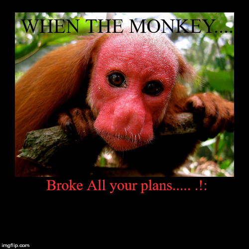 WHEN THE MONKEY.... | Broke All your plans..... .!: | image tagged in funny,demotivationals | made w/ Imgflip demotivational maker