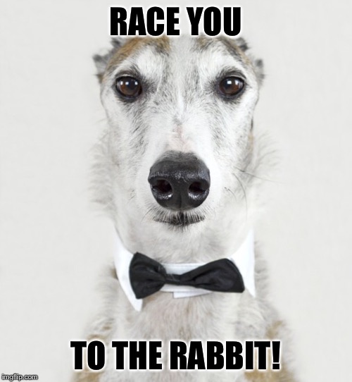 GREYHOUND | RACE YOU TO THE RABBIT! | image tagged in greyhound | made w/ Imgflip meme maker