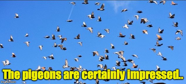 The pigeons are certainly impressed.. | made w/ Imgflip meme maker