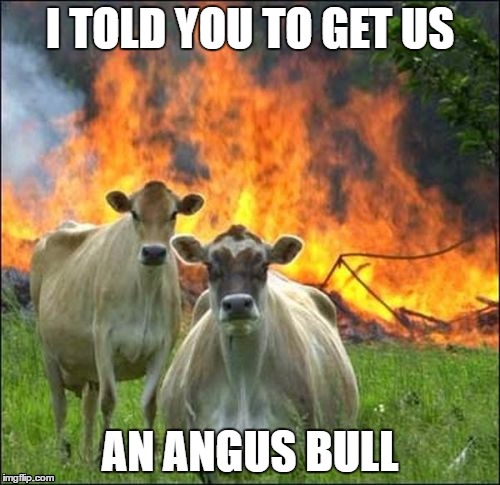 Evil Cows | I TOLD YOU TO GET US; AN ANGUS BULL | image tagged in memes,evil cows | made w/ Imgflip meme maker