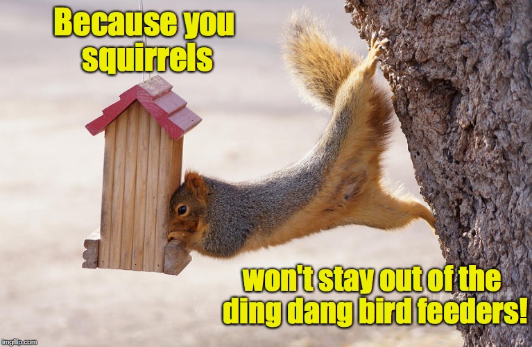 Because you squirrels won't stay out of the ding dang bird feeders! | made w/ Imgflip meme maker