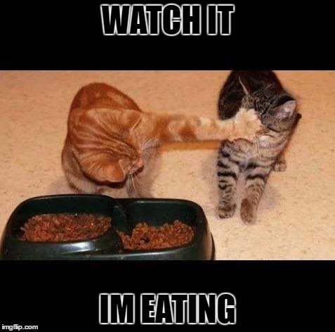 Sharing? I Don't Think So! | WATCH IT; IM EATING | image tagged in cats share food | made w/ Imgflip meme maker