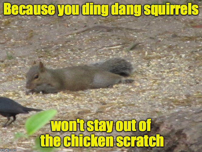 Super Birthday Squirrel Meme Imgflip 