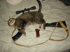 High Quality Cat Gun Blank Meme Template