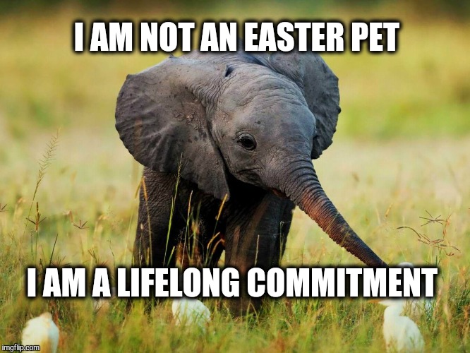 Never forget | I AM NOT AN EASTER PET; I AM A LIFELONG COMMITMENT | image tagged in baby elephant,pets,easter,happy easter,life | made w/ Imgflip meme maker
