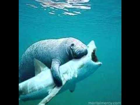 Manatee hugs sharkhark Blank Meme Template