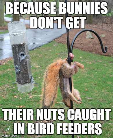 BECAUSE BUNNIES DON'T GET THEIR NUTS CAUGHT IN BIRD FEEDERS | image tagged in squirrel nuts | made w/ Imgflip meme maker