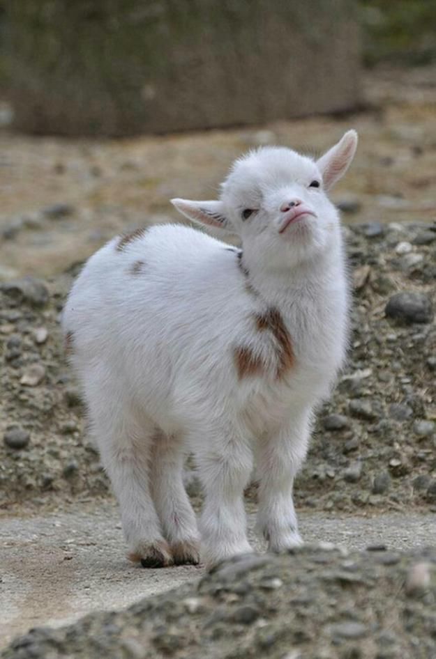 High Quality weird goat Blank Meme Template
