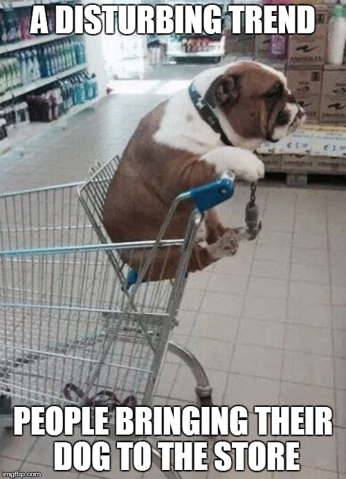 You can't leave your dog home while you shop? Really... | A DISTURBING TREND; PEOPLE BRINGING THEIR DOG TO THE STORE | image tagged in funny memes,seriously,disturbing,whyyy | made w/ Imgflip meme maker