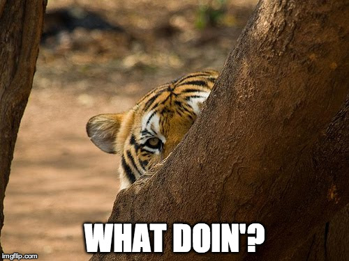 WHAT DOIN'? | image tagged in what doin | made w/ Imgflip meme maker