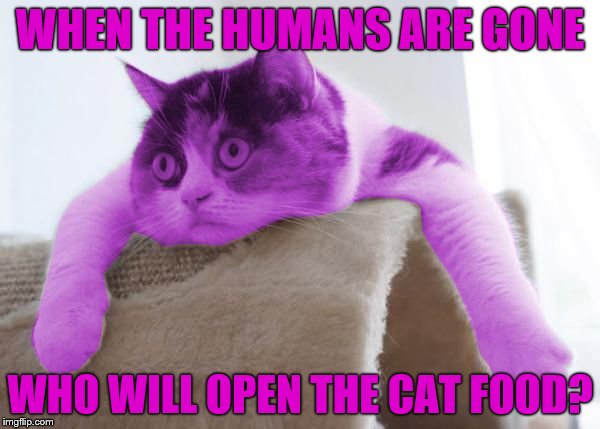 Deep RayThoughts | WHEN THE HUMANS ARE GONE; WHO WILL OPEN THE CAT FOOD? | image tagged in raycat stare,memes | made w/ Imgflip meme maker