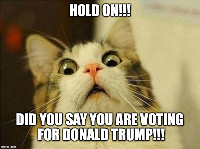 Funny cat | HOLD ON!!! DID YOU SAY YOU ARE VOTING FOR DONALD TRUMP!!! | image tagged in memes | made w/ Imgflip meme maker