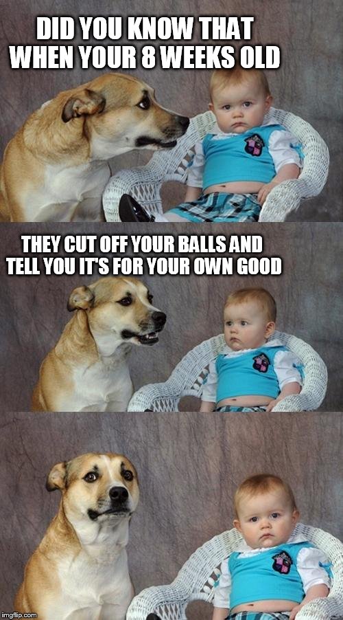 Dad Joke Dog | DID YOU KNOW THAT WHEN YOUR 8 WEEKS OLD; THEY CUT OFF YOUR BALLS AND TELL YOU IT'S FOR YOUR OWN GOOD | image tagged in memes,dad joke dog | made w/ Imgflip meme maker
